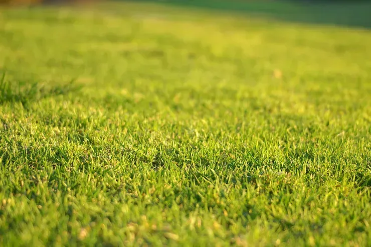 Close-up of vibrant green grass, bathed in sunlight.