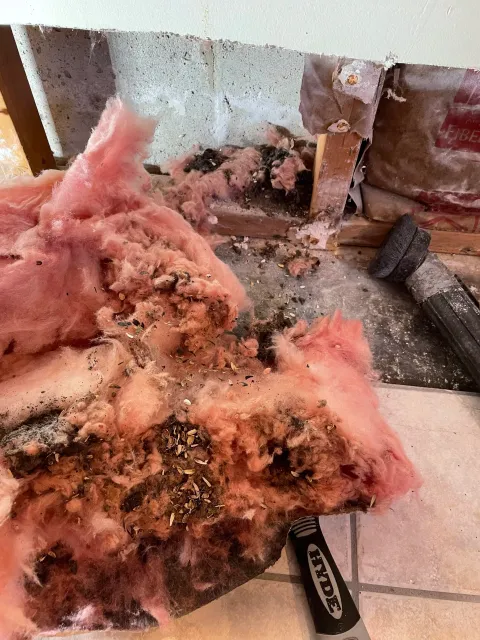 A mouse infestation can create a stink.