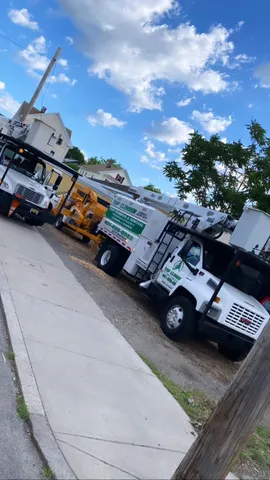 work photo from topclimbertreeservices.com