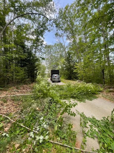 A vehicle drives down a tree-lined road blocked by fallen branches. Blue sky peeks through the treetops.