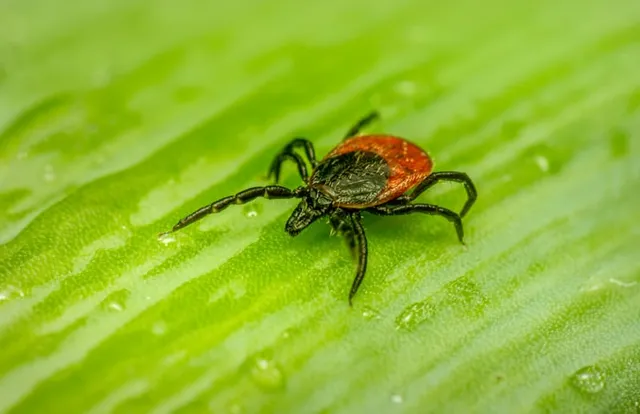 Mosquito and tick repellent application.