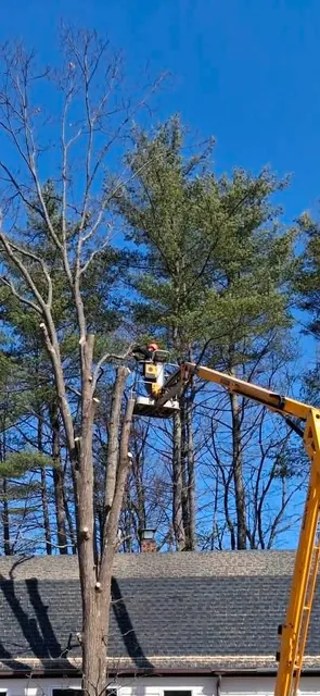 TreeWork 4 - During