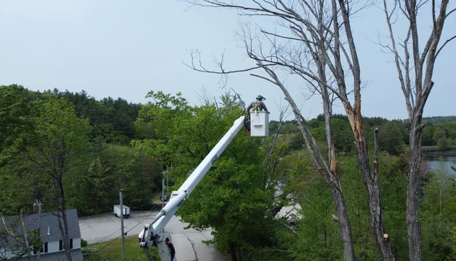 All Tree LLC work photo