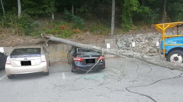 smooshedcarwideshot