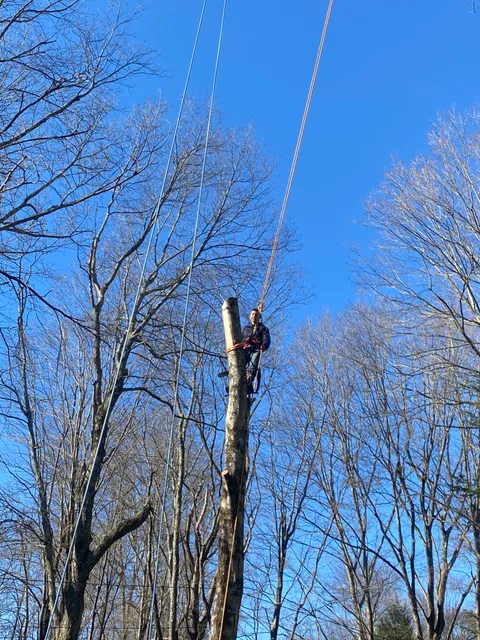Jaime Tree Service And Landscaping work photo