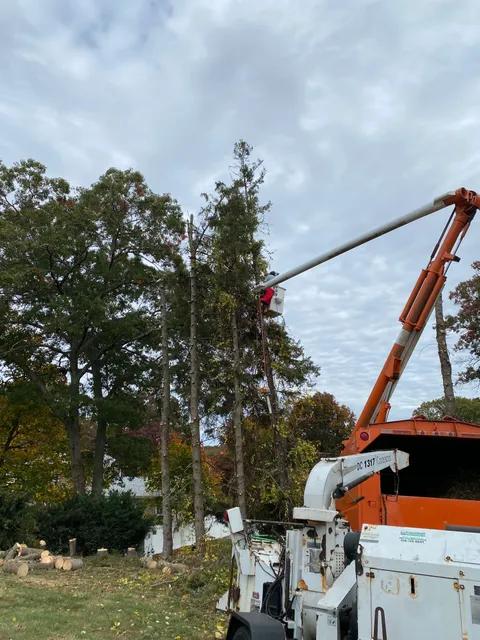 Lightning Strikes Tree work photo