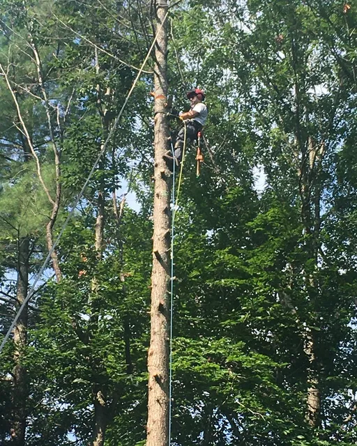 Staiti Tree Services work photo