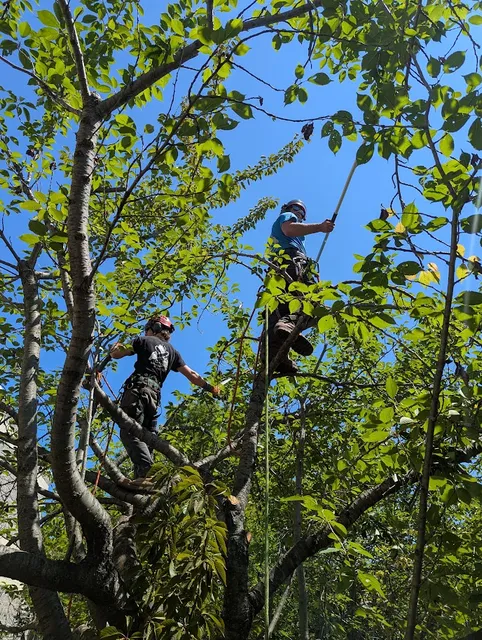 Tree pruning and arborist work