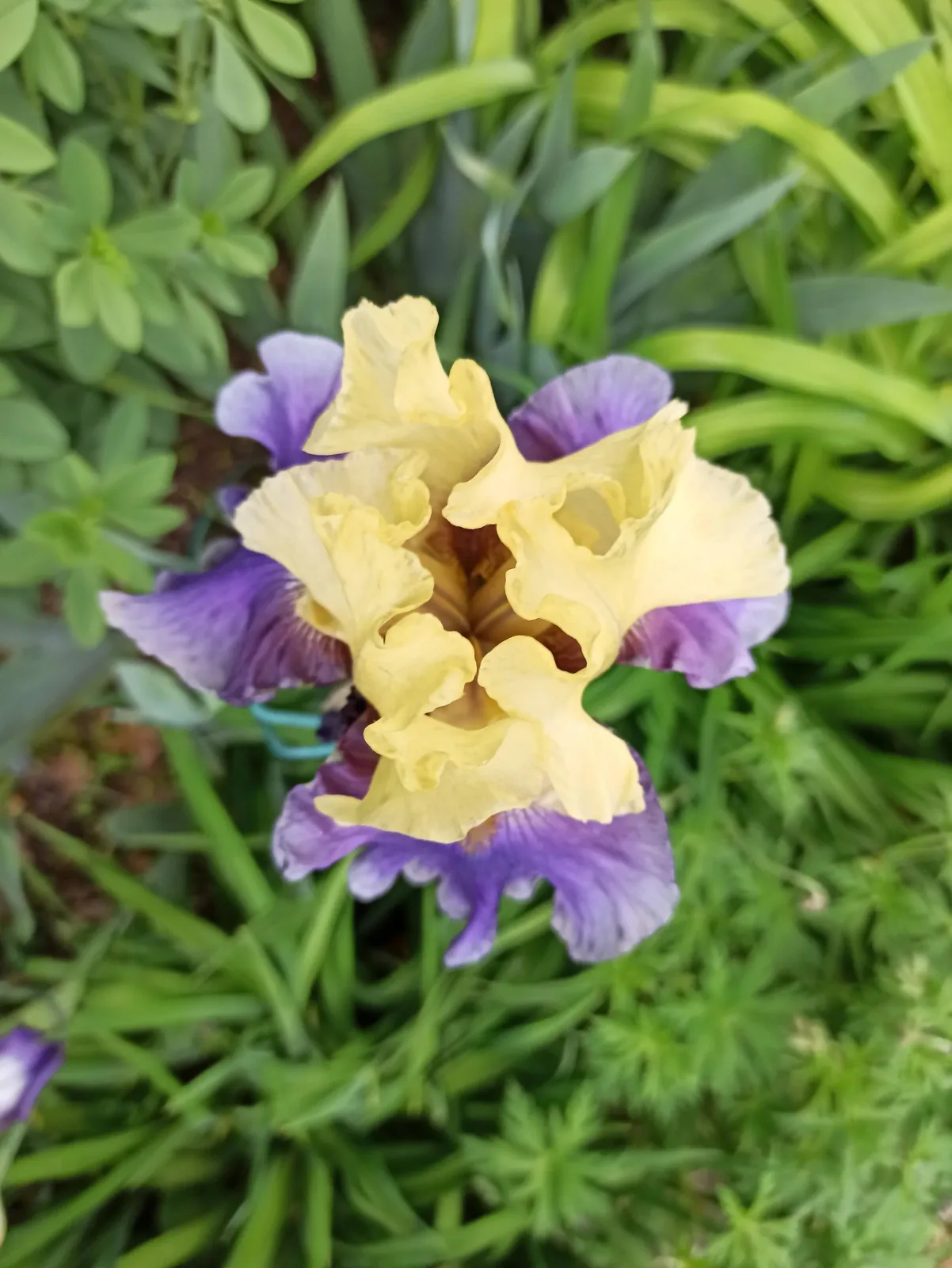 Close-up of a yellow and purple iris flower surrounded by green leaves.