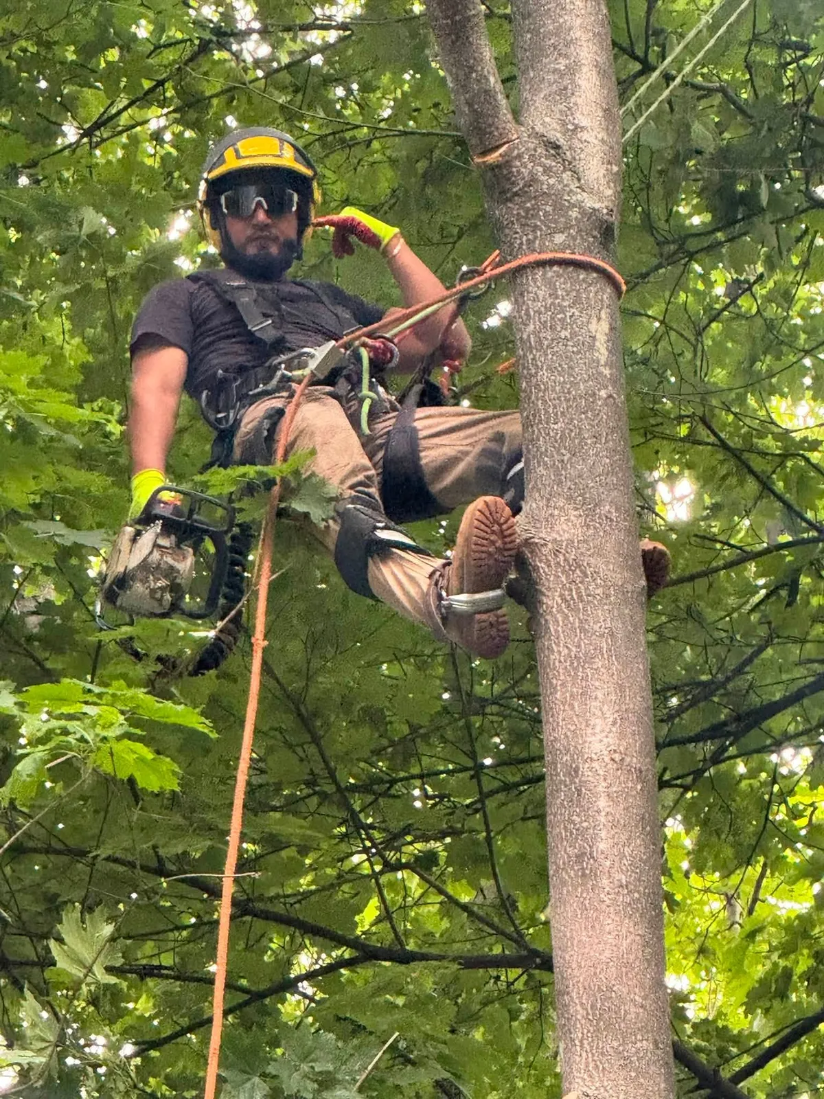 Certified arborists using professional tree climbing techniques with ropes and safety equipment during tree removal and precision tree pruning.