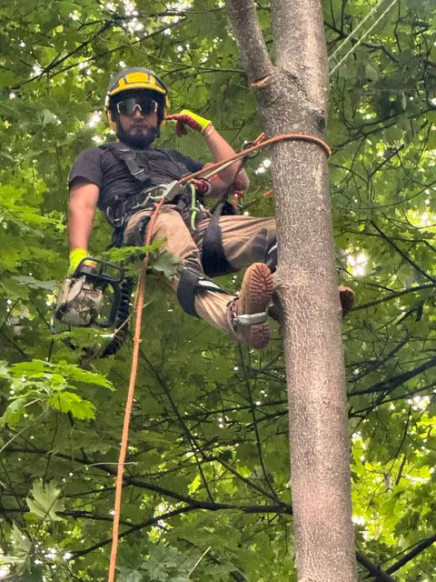 Certified arborists using professional tree climbing techniques with ropes and safety equipment during tree removal and precision tree pruning.
