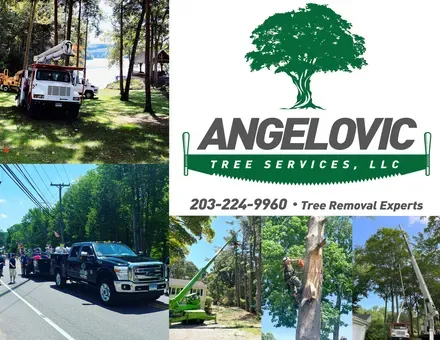 Angelovic Tree Logo & images