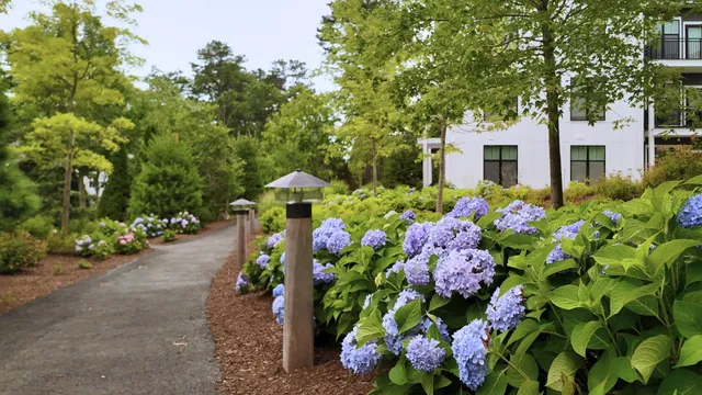 Hydrangea-lined walkway with landscape lighting