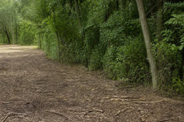 Brush Clearing