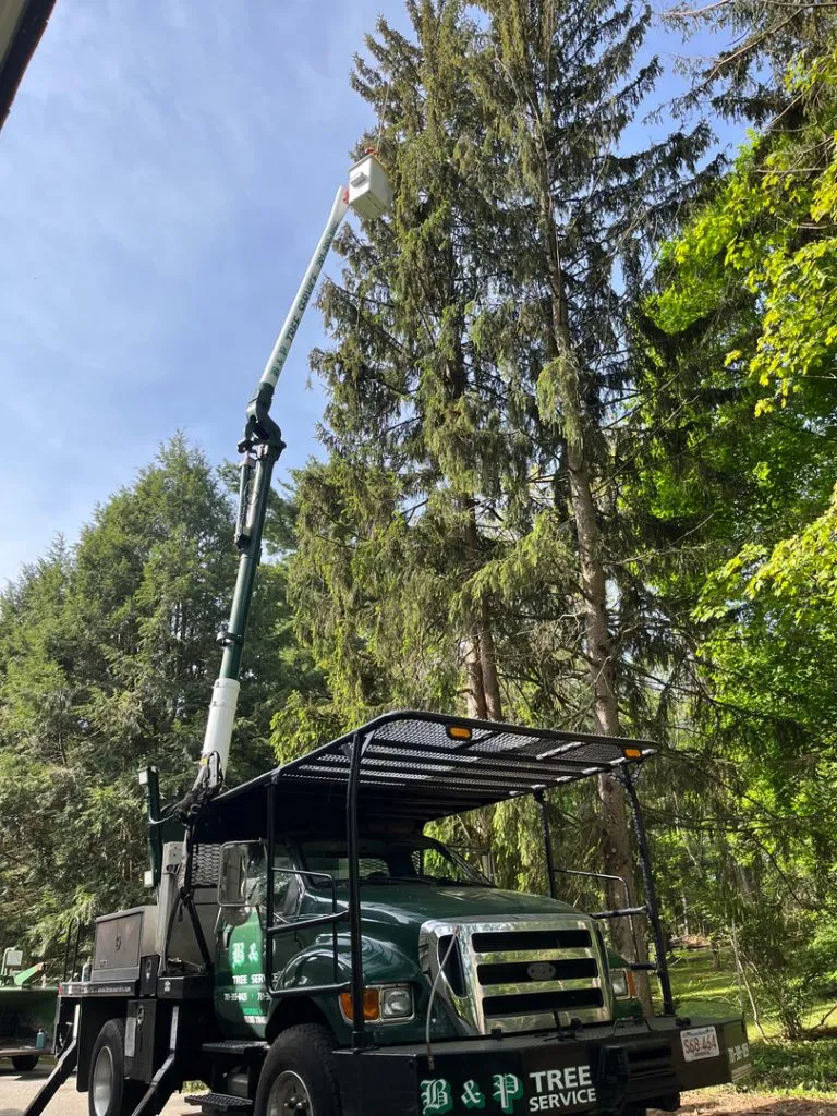 Tree Trimming