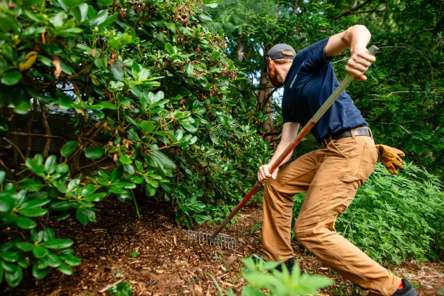 fine tree care in north shore mass - heirloom tree & shrub care
