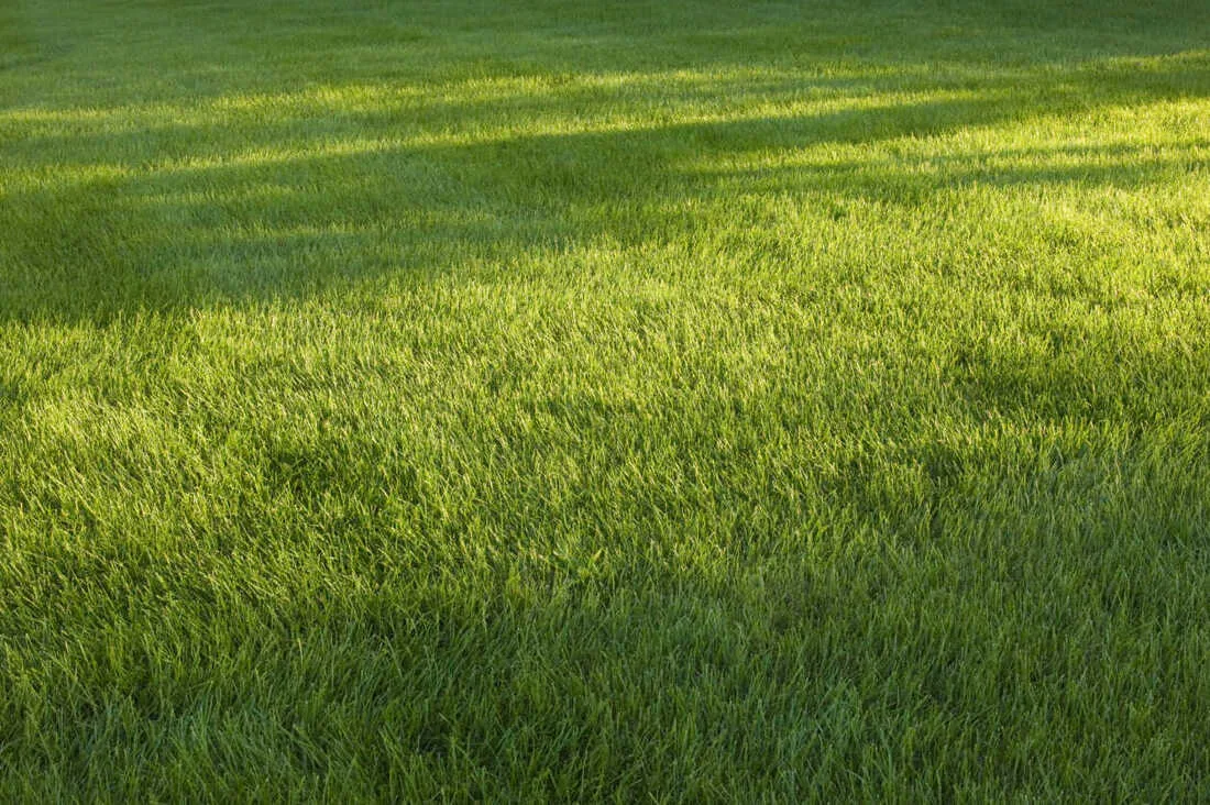 Lawn Care Medford, MA