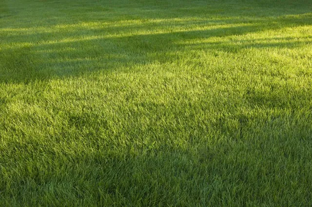 Lawn Care Medford, MA