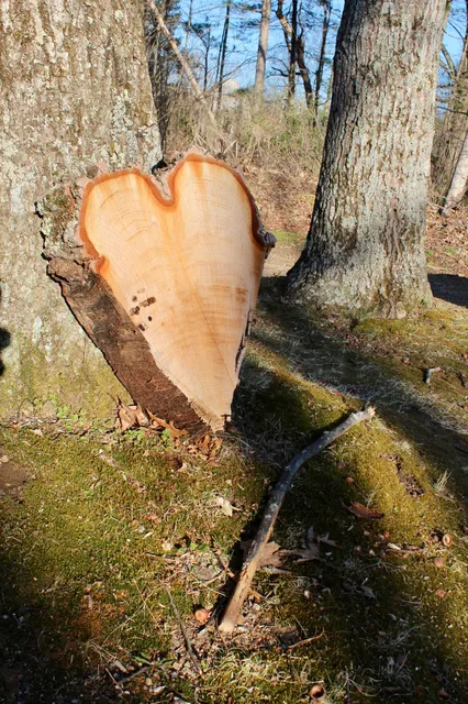 Pace's Tree Service LLC work photo