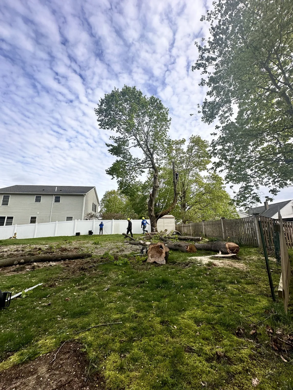 Expert Tree Trimming In Wayland, MA