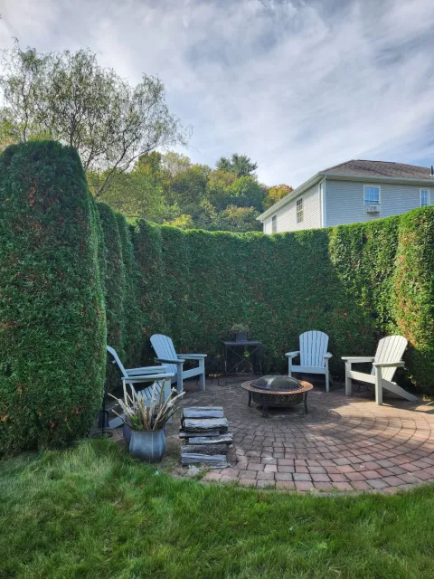 Hedge trimming, Easthampton Ma