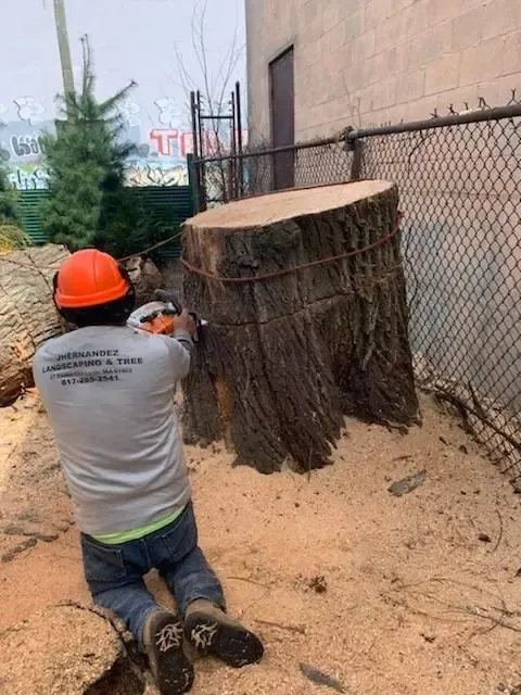 work photo from treeservice-lynn.com
