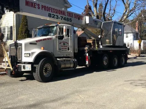 Mikes-Prof-Tree