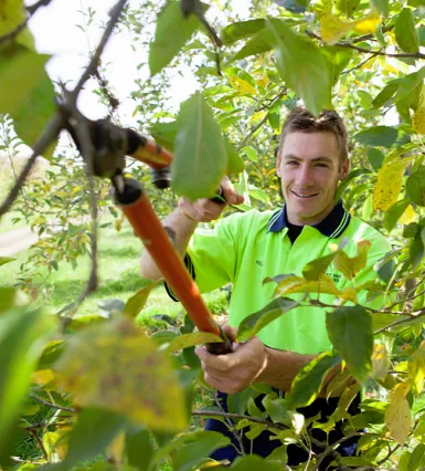 Tree Trimming Danbury