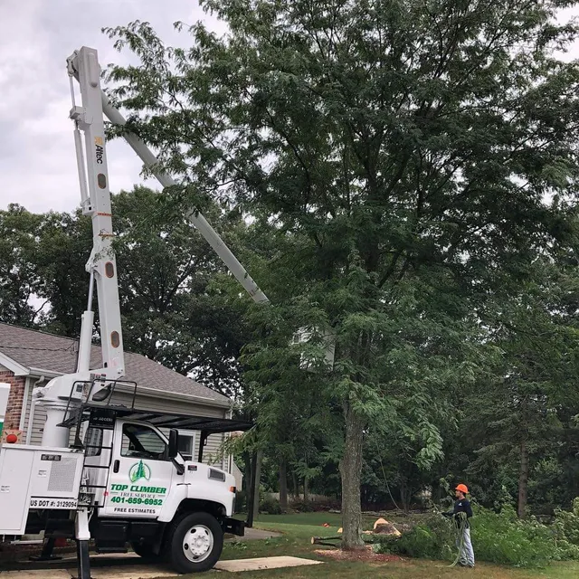 Top Climber Tree Service LLC work photo