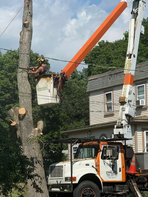 Dwights Tree Service work photo