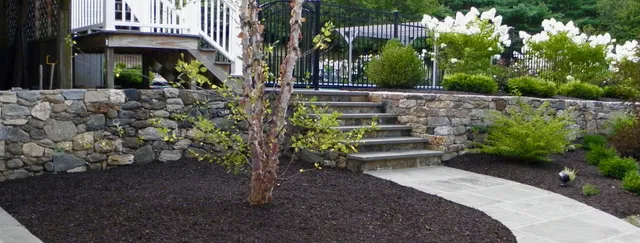 walkway stairs and birch tree with limelight hydrangea