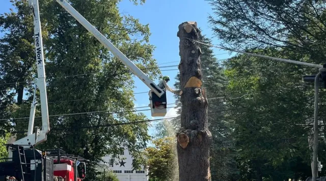 work photo from gotreeservices.com