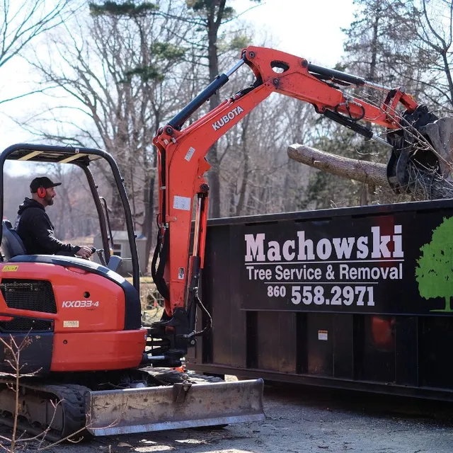 Machowski Tree Service and Removal work photo