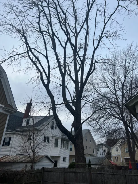 Eddie's Tree Service work photo