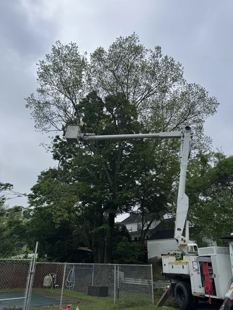 White bucket truck with the boom extended high into the canopy of a large mature tree on a residential street