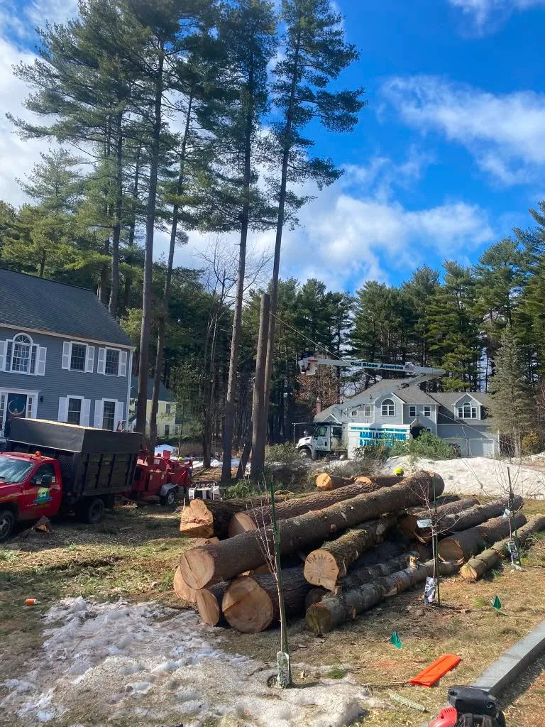 Adan Landscaping & Tree Services Inc