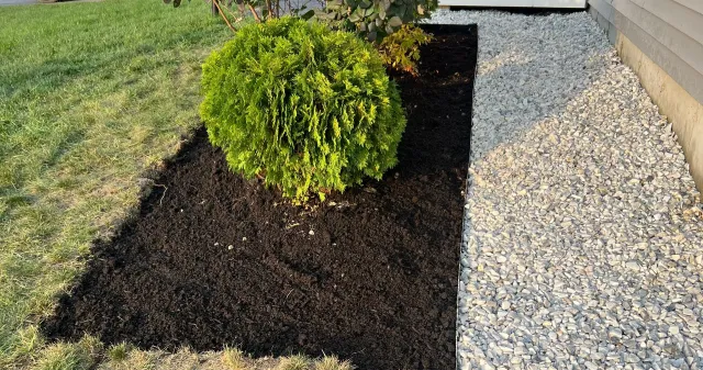 A green shrub in a garden bed with dark mulch, beside a light gravel path.