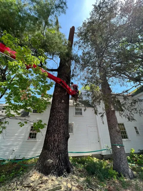 work photo from svtree.com