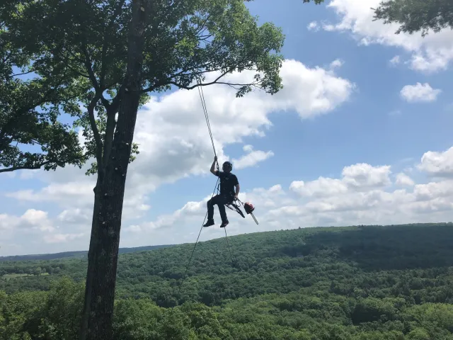 Connecticut Tree preservation work photo
