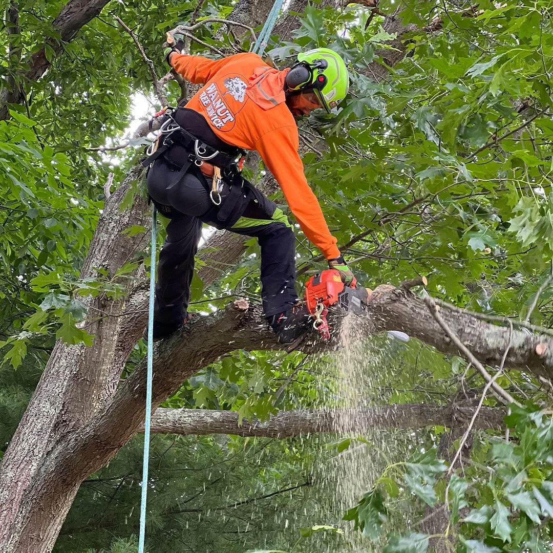 work photo from walnuttreeservice.com