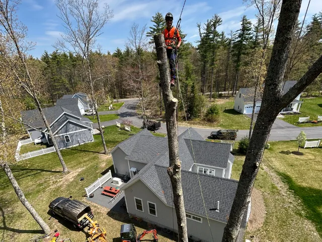 work photo from shadygrovetreecare.com