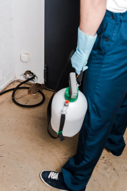 Exterminator with a spray tank near a rat in a room corner.