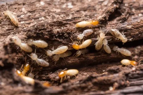 work photo from pestchampionsllc.com