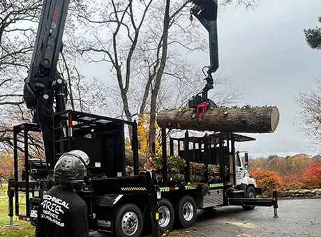 work photo from technicaltreeservice.com