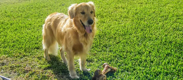 dog-yard