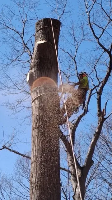 A worker cutting down a tall tree with a chainsaw, sawdust falling as the tree is felled, against a clear blue sky.