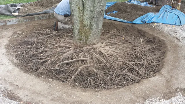 Gedney Tree Care work photo