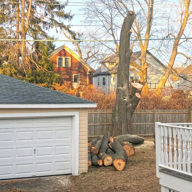 Pro Tree Service researched project photo
