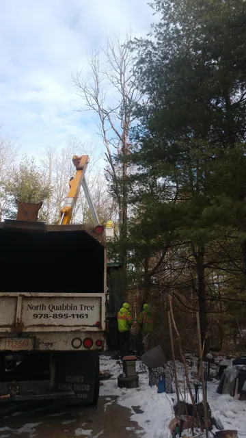 North Quabbin Tree Service work photo