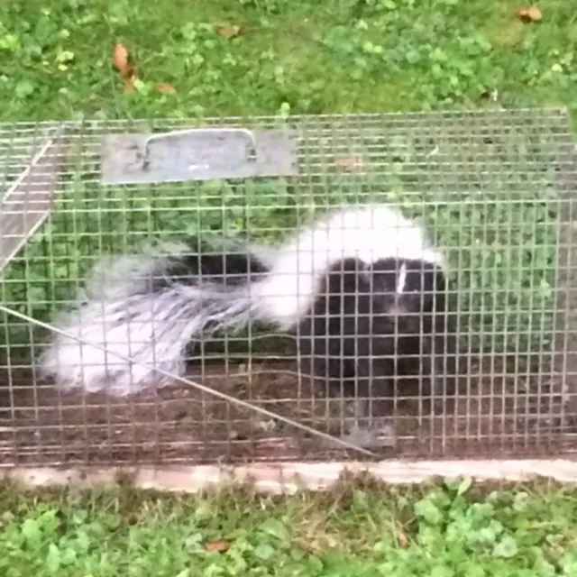 Animal Control of New England researched project photo